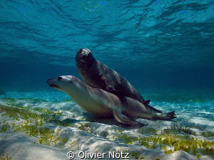 A big hug under water between a male and a female sea lion by Olivier Notz 